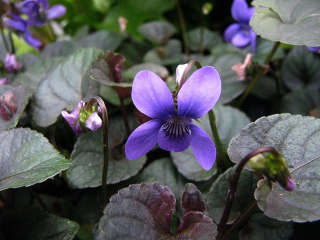 Violette de labrador