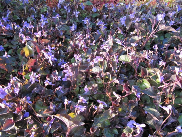 Violette de labrador