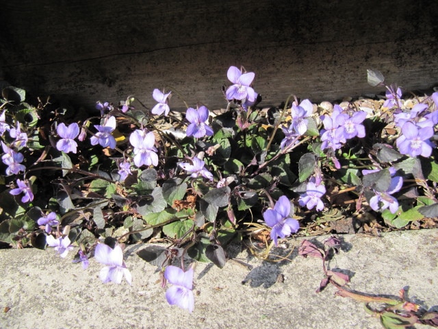 Violette de labrador