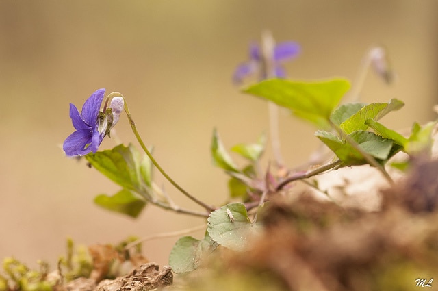Violette odorante