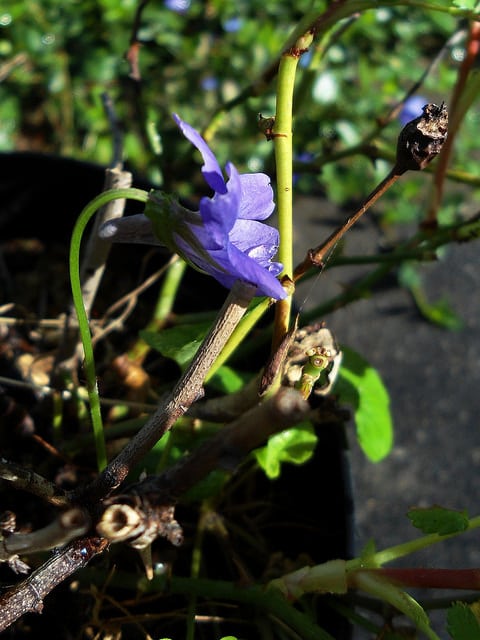 Violette odorante