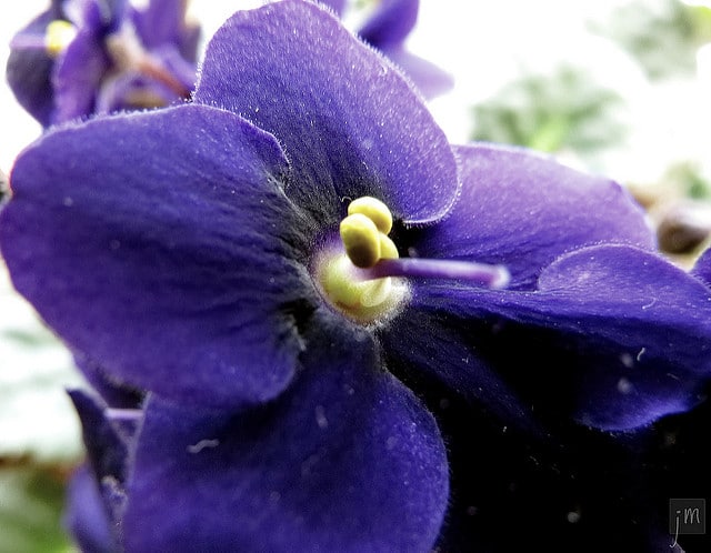 Violette odorante