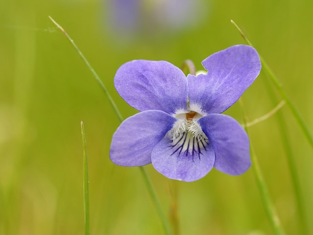 Violette odorante