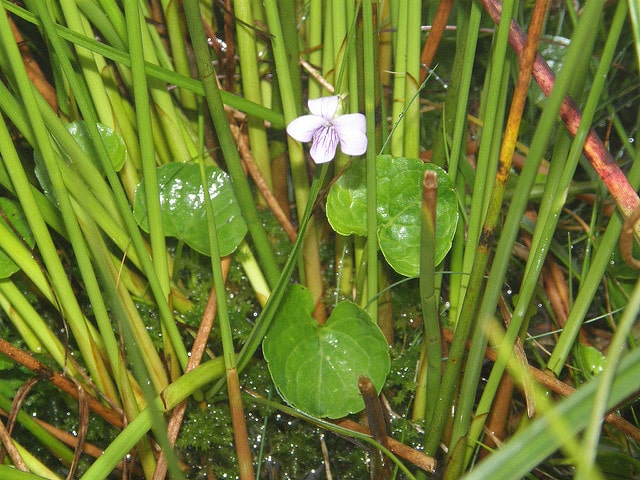 Violette des marais