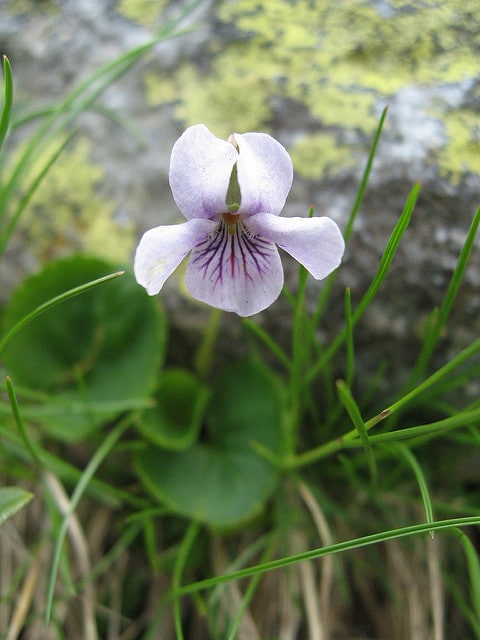 Violette des marais