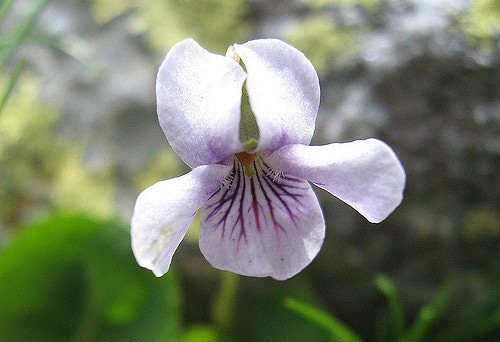 Violette des marais