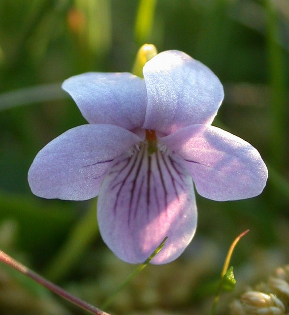 Violette des marais