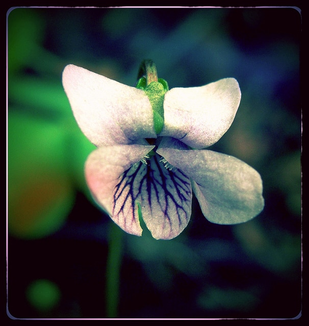 Violette des marais