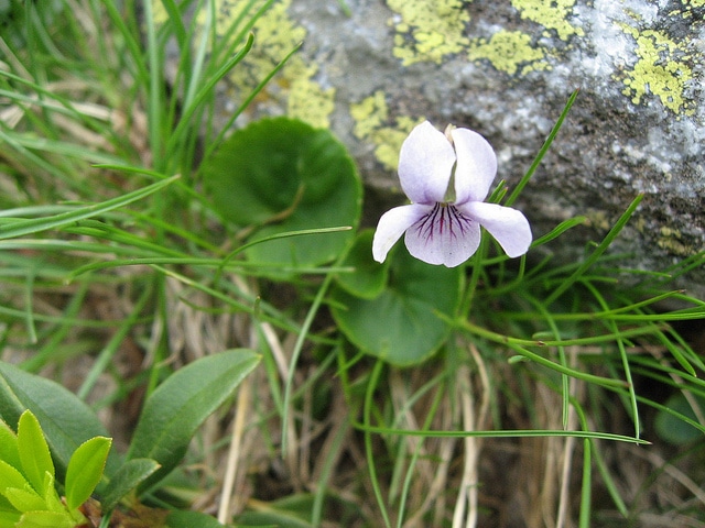 Violette des marais (Viola palustris)