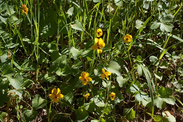 Viola pedunculata (Viola pedunculata)