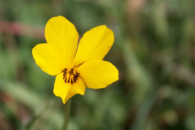 Viola pedunculata