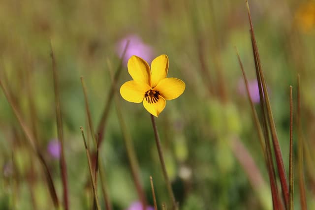 Viola pedunculata