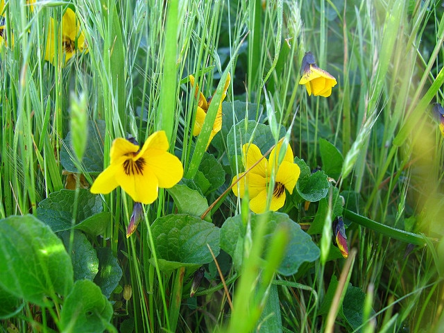 Viola pedunculata