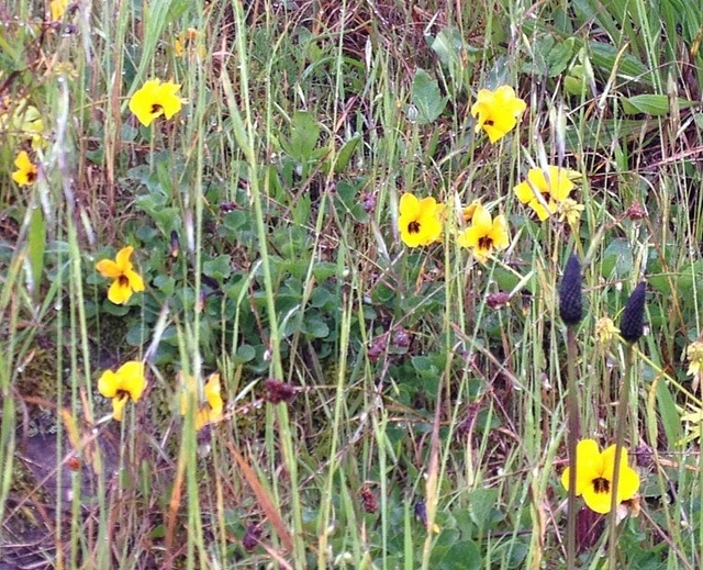 Viola pedunculata