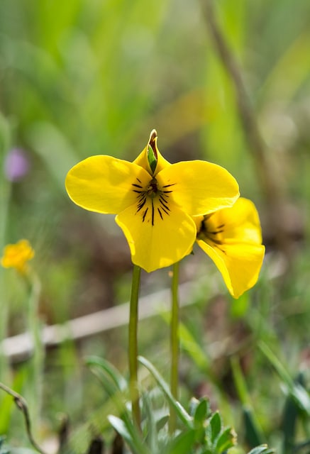 Viola pedunculata