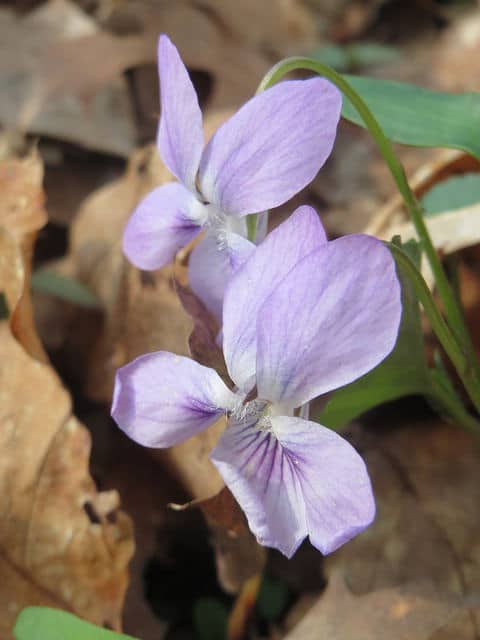 Violette de reichenbach