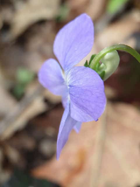 Violette de reichenbach