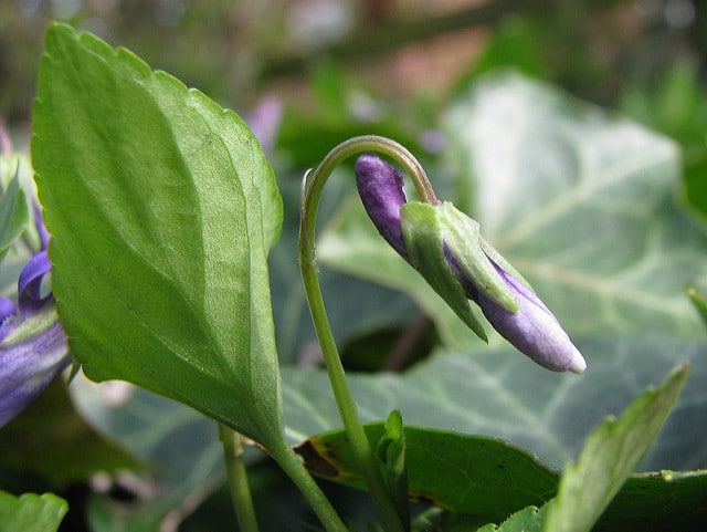 Violette de reichenbach