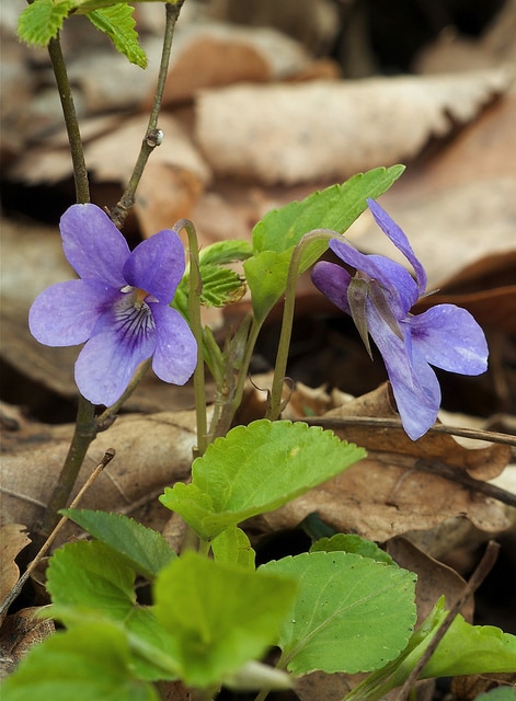 Violette de reichenbach