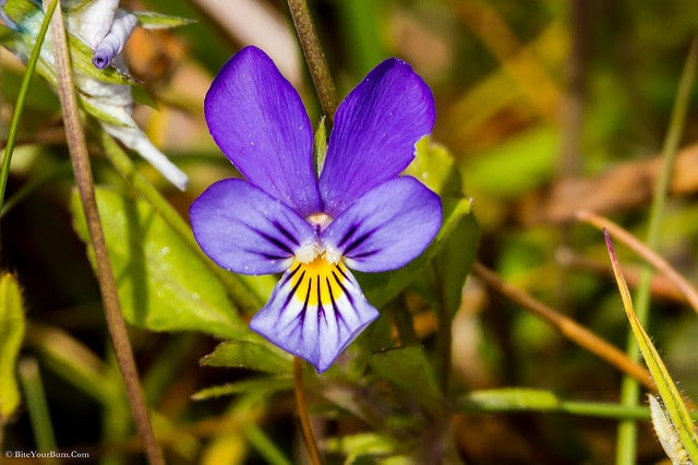 Violette de rivinus