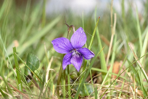 Violette de rivinus