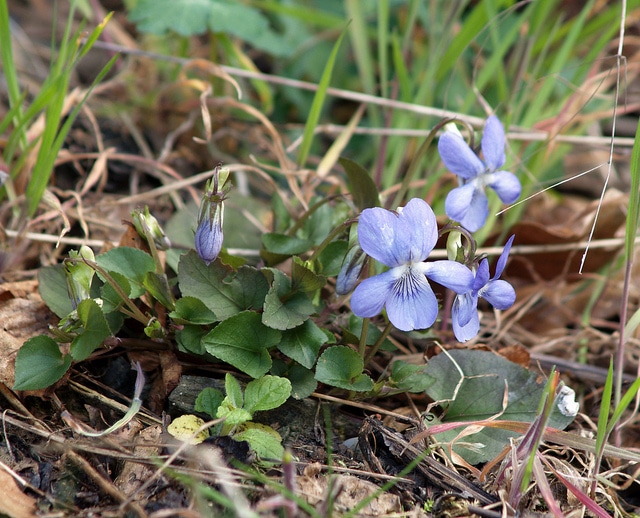 Violette de rivinus