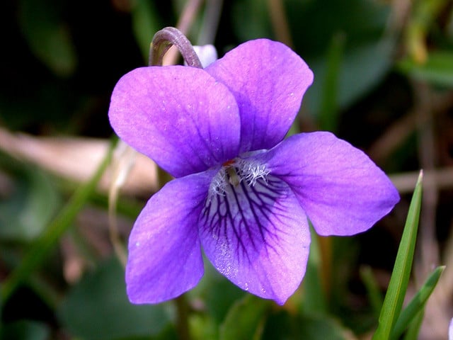Violette de rivinus