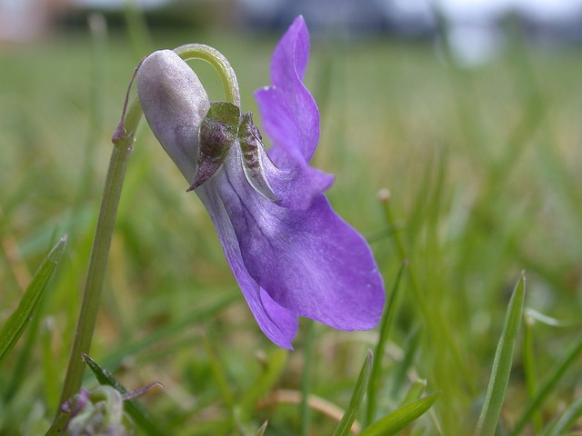 Violette de rivinus