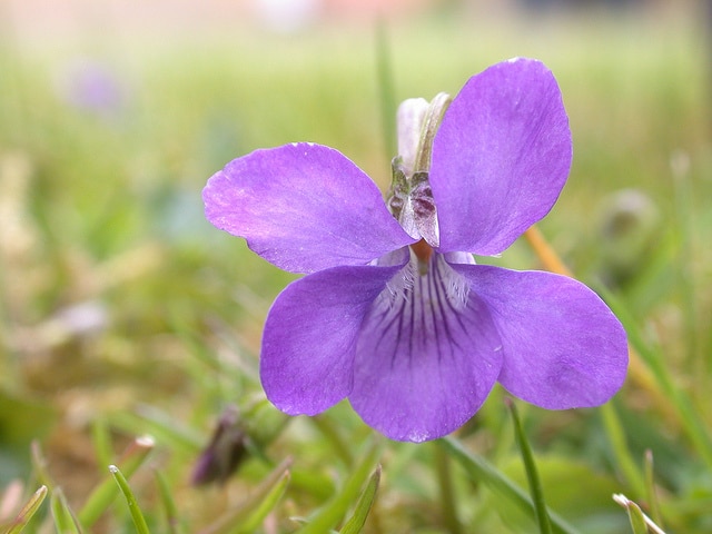 Violette de rivinus (Viola riviniana)
