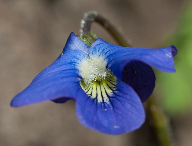 Viola sororia