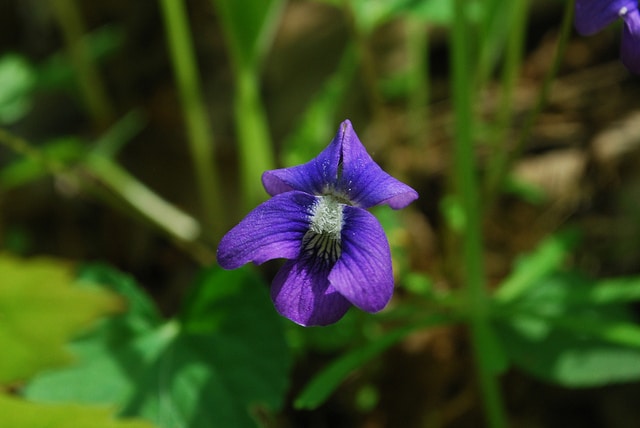 Viola sororia