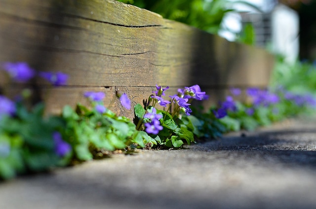 Viola sororia