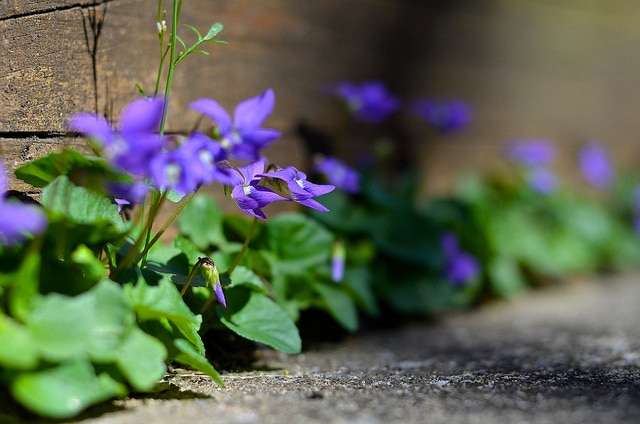 Viola sororia