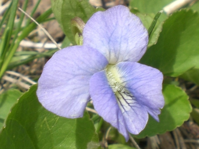 Viola sororia (Viola sororia)