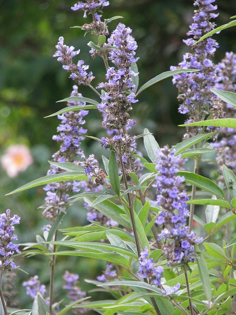 Arbre au poivre (Vitex agnus-castus)