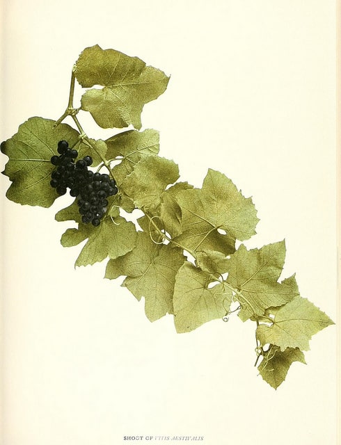 Vitis aestivalis