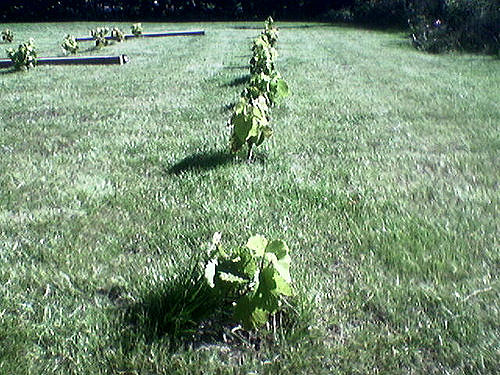 Vitis amurensis