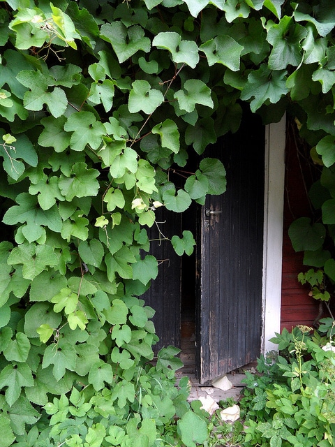 Vitis amurensis