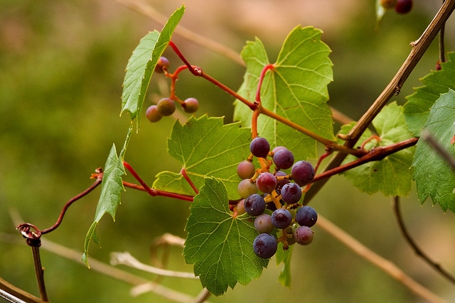 Vitis arizonica