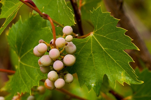 Vitis arizonica