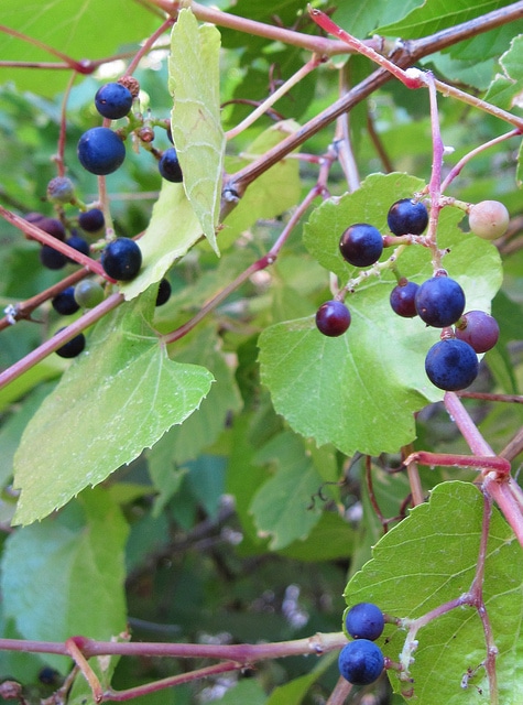 Vitis arizonica