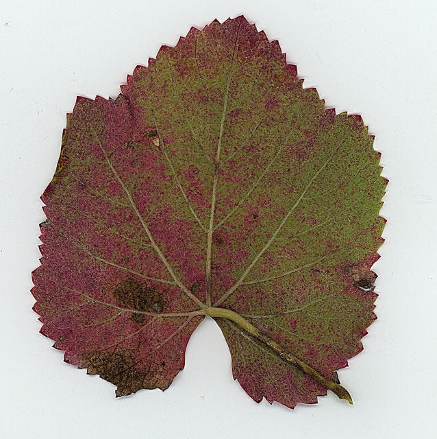 Vitis californica