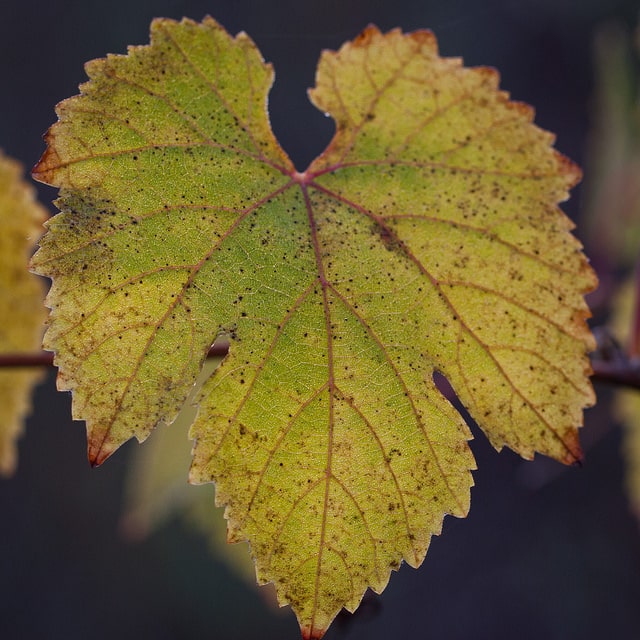 Vitis californica