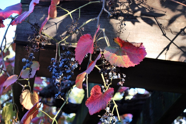 Vitis californica