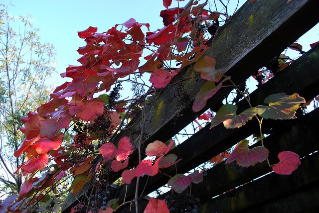 Vitis californica