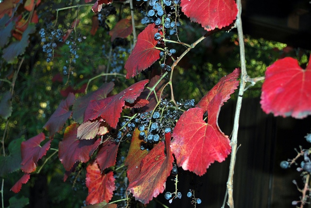 Vitis californica