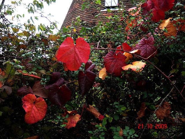 Vitis coignetiae