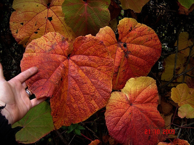 Vitis coignetiae