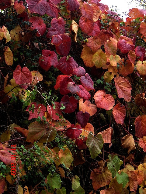 Vitis coignetiae