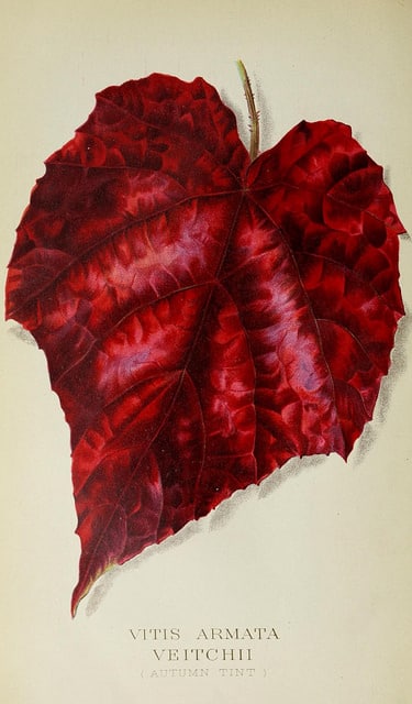 Vitis davidii